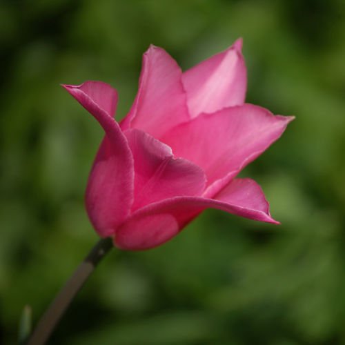 Tulipa fleur de lis 'China Pink' PB 4